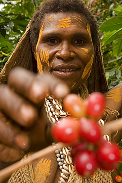 Women picks coffee bean, Coffee plantation, Langila, Highlands, Papua New Guinea, Oceania