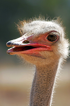Ostrich, Oudtshorn, South Africa