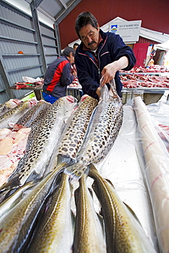 A Inuit, Eskimo prepares Catfish at the fish- and meatmarket of Nuuk, capital of Greenland