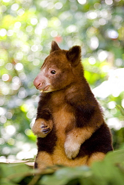 Young treekangaroo eating, Papua New Guinea, Oceania