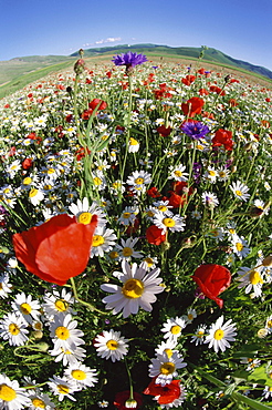 Meadow with flowers, Piano Grande, Monti Sibillini National Park, Italy