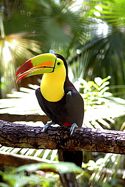 Tucan in the Belize rainforest, Belize, Central America