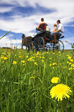 pferdekutsche in wiese mit loewenzahn