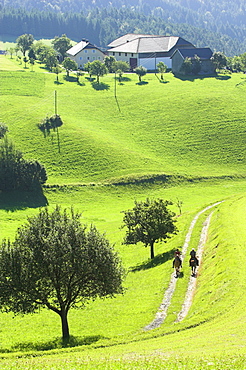 zwei reiter im schritt auf einem feldweg, morgenstimmung, muehlviertel, austria