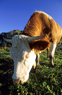 close-up of cow on alpine pasture, Bavarian alps, Upper Bavaria, Bavaria, Germany