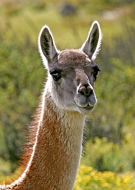 Guanaco in Torres del Paine National Park, Patagonia, Chile, South America