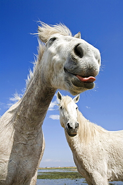 Camargue horses, Camargue, South France