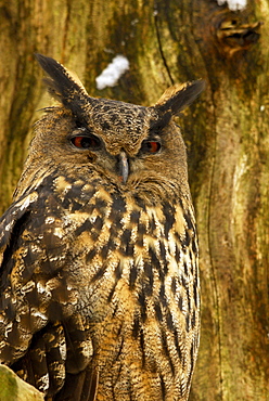 Eagle owl resting on branch, Bubo bubo, outdoor-enclosure, Bavarian Forest National Park, Lower Bavaria, Bavaria, Germany