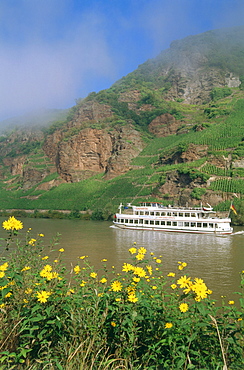 Excursion boat near vineyard, Erden, Mosel-Saar-Ruwer, Rhineland-Palatinate, Germany