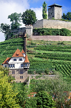 Vineyard at Hohenbeilstein castle, Beilstein, Baden-Wurttemberg, Germany