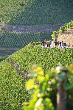 Vineyard Dernauer Pfarrwingert, Dernau, Rhineland-Palatinate, Germany