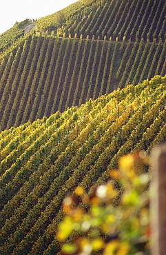 Vineyard Plauelrain, Durbach, Baden-Wurttemberg, Germany