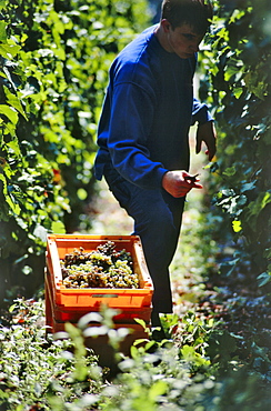 Grape harvest, Bacharach, Rhineland-Palatinate, Germany