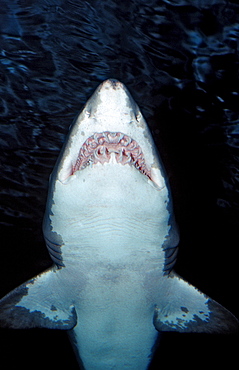 Sand tiger shark, Odontaspis taurus, USA, California, San Diego, SeaWorld