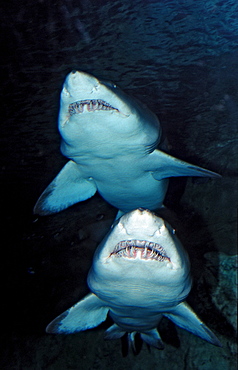 Two sand tiger sharks, Odontaspis taurus, USA, California, San Diego, SeaWorld