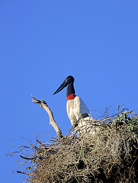 Jabirus, pair in nest, Jabiru mycteria, Pantanal, Brasil