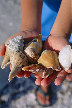 Collecting shells, Sanibel Island, Lighthouse Beach, Fort Myers, Florida, USA