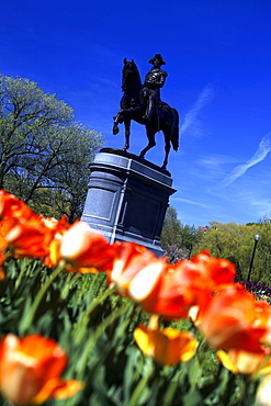 View of flowers, The Public Gardens, Boston, Massachusetts, USA