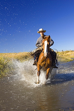 Cowboy riding in water, wildwest, Oregon, USA