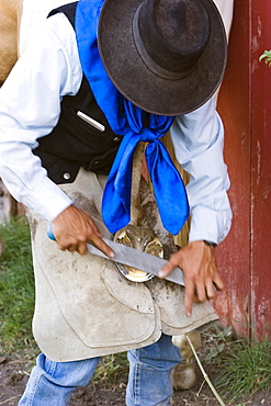 horseshoeing in wildwest Oregon, USA