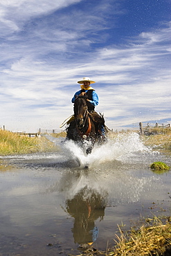 Cowboy riding in water, wildwest, Oregon, USA