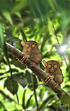 Tarsier, Chocolate Hills, Bohol Island, Visayas, Philippines