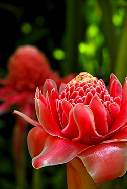 Close up of a blossom, Torch Ginger, in the garden of Hotel Rayavadee, Hat Phra Nang, Krabi, Thailand