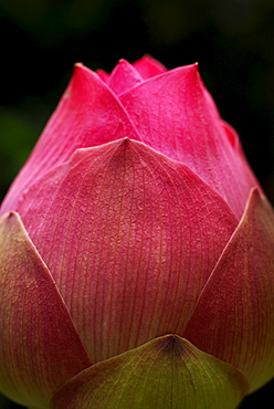 Close up of a Lotus bud, Hotel Pimalai, Ao Kantiang, Ko Lanta, Thailand