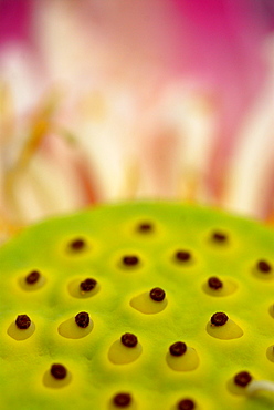 Close up of Lotos flower, Hotel Pimalai, Ao Kantiang, Ko Lanta, Thailand