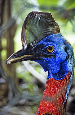 Portrait of a Cassowary Bird, Papua New Guinea, Oceania