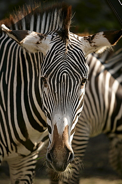 Close up of a Zebra, Kolmaden safari park, Oestergotland, Sweden