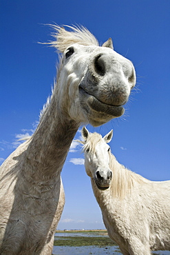 Camargue horses, Camargue, South France