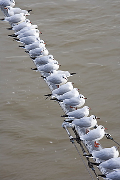 Seagulls on Eiserner Steg Bridge over Main River, Frankfurt, Hesse, Germany