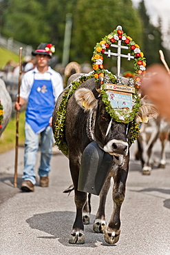 Cow wearing flower decorations, drive from the mountain pastures, Almabtrieb, Ulten valley, South Tyrol, Italy