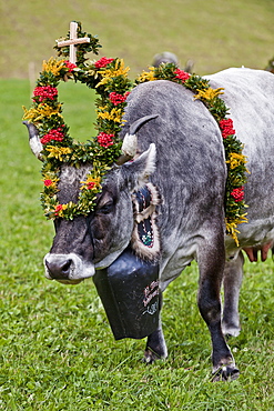 Cow with flower decorations, drive from the mountain pastures, Almabtrieb, Ulten valley, South Tyrol, Italy