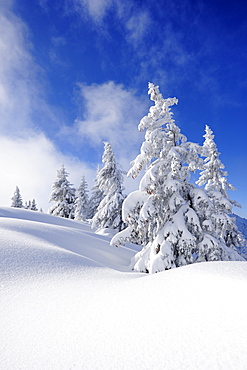 Snow covered fir trees, Schildenstein, Tegernseer range, Bavarian Prealps, Upper Bavaria, Bavaria, Germany