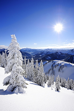 Winter forest at Wallberg, Wallberg, Tegernseer range, Bavarian Prealps, Upper Bavaria, Bavaria, Germany