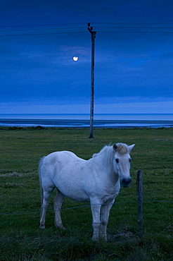 Icelandic horse in a field near Hofn, Iceland, Scandinavia, Europe