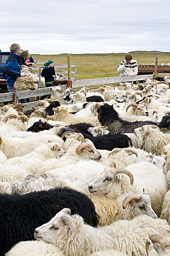 Flock of sheep near Hofn, Iceland, Scandinavia, Europe