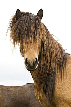 Icelandic horses near Hofn, Iceland, Scandinavia, Europe