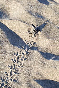 Loggerhead Sea Turtle, hatchling running to the sea, Caretta caretta, lycian coast, Mediterranean Sea, Turkey