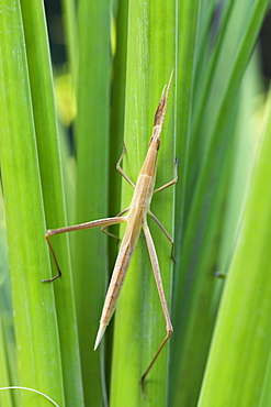 Mediterranean slant-faced Grasshopper, Acrida ungarica, Lycia, Turkey, Asia