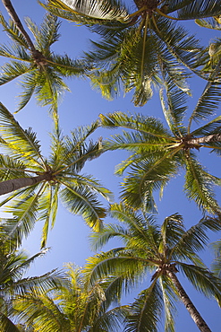 Vertical view to coconut trees at Xel-Ha Water Park, Tulum, Riviera Maya, Quintana Roo, Mexico