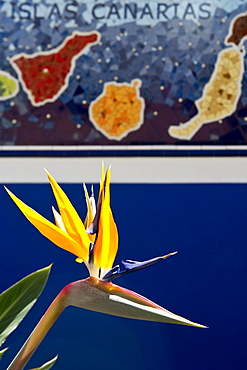 Strelitzia in front of a mosaic of the Canary Islands, Puerto de la Cruz, Tenerife, Canary Islands, Spain, Europe