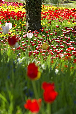 Flower meadow with tulips, Mainau Island, Lake Constance, Baden-Wuerttemberg, Germany, Europe