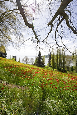 Flower meadow with tulips, Mainau Island, Lake Constance, Baden-Wuerttemberg, Germany, Europe