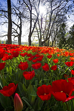 Flower meadow with tulips, Mainau Island, Lake Constance, Baden-Wuerttemberg, Germany, Europe