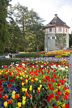 Flower meadow with tulips, Mainau Island, Lake Constance, Baden-Wuerttemberg, Germany, Europe