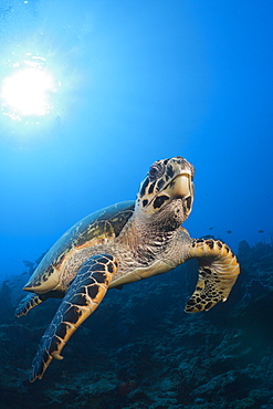 Hawksbill Turtle, Eretmochelys imbriocota, Caribbean Sea, Dominica, Leeward Antilles, Lesser Antilles, Antilles, Carribean, West Indies, Central America, North America