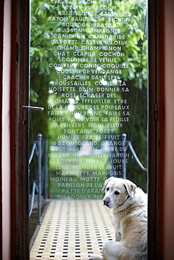 Dog in front of engraved glass door, B and B Chambre Avec Vue, Luberon, France